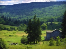 road to bovina 2011